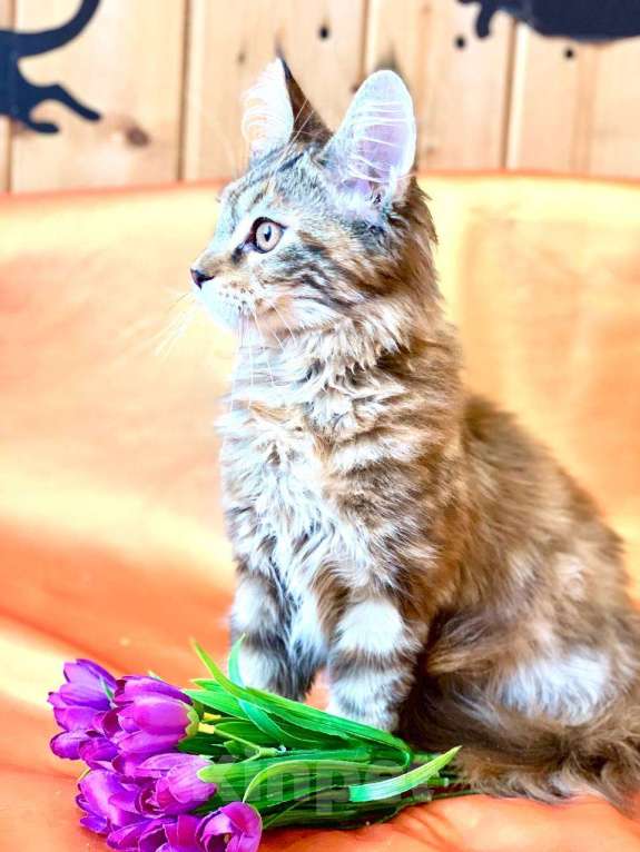 Кошки в Челябинске: КОТЕНОК МЕЙН-КУН ДЕВОЧКА Девочка, Бесплатно - фото 6