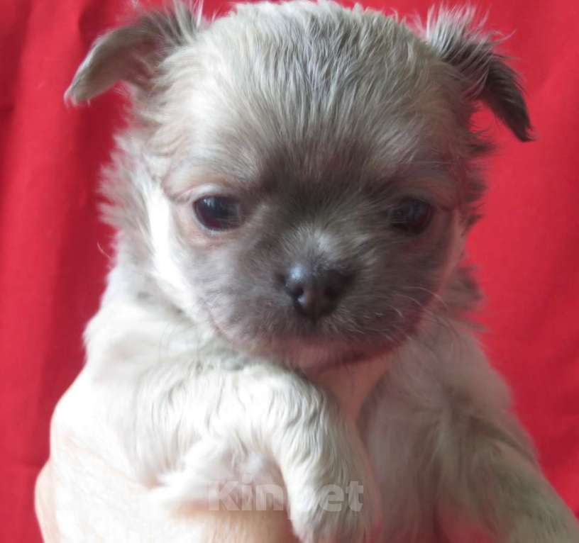 Собаки в Санкт-Петербурге: чихуахуа девочка Девочка, 60 000 руб. - фото 9