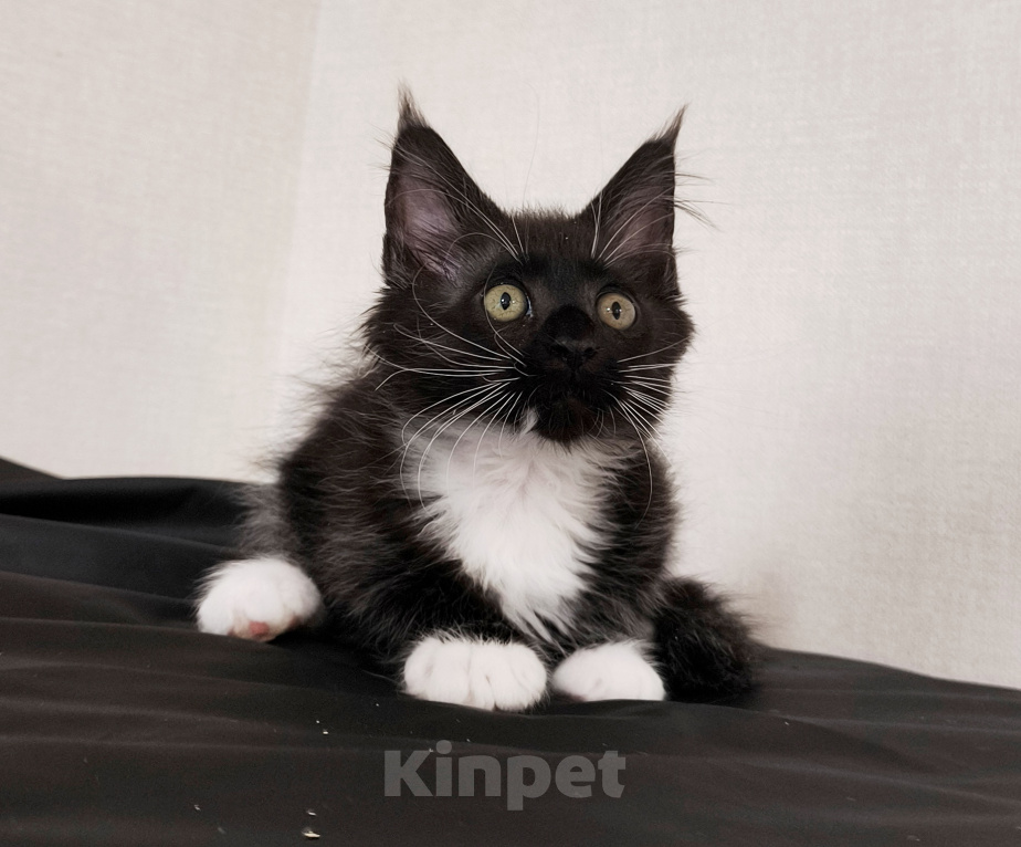 Кошки в Уфе: мейн кун от питомника ЛаскКун Девочка, 35 000 руб. - фото 3