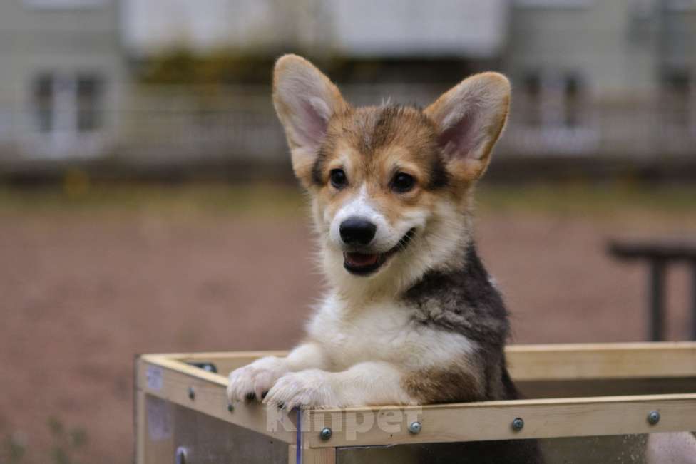 Собаки в Санкт-Петербурге: Счастье в дом Мальчик, 45 000 руб. - фото 5