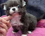 Собаки в Ростове-на-Дону: Чихуа девочка Девочка, 50 000 руб. - фото 5