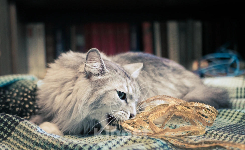 Кошки в Москве: Пристраивается в добрые руки молодой кот Стёпа  Мальчик, Бесплатно - фото 2