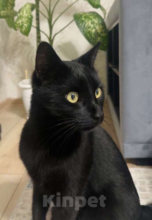 Кошки в Симферополе: Красивая кошка  Девочка, Бесплатно - фото 1