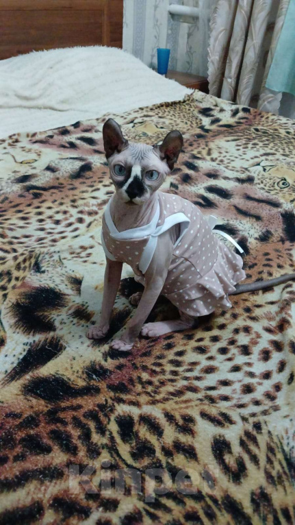 Кошки в других городах Ставропольского края: Канадский сфинкс эльф Девочка, 30 000 руб. - фото 4