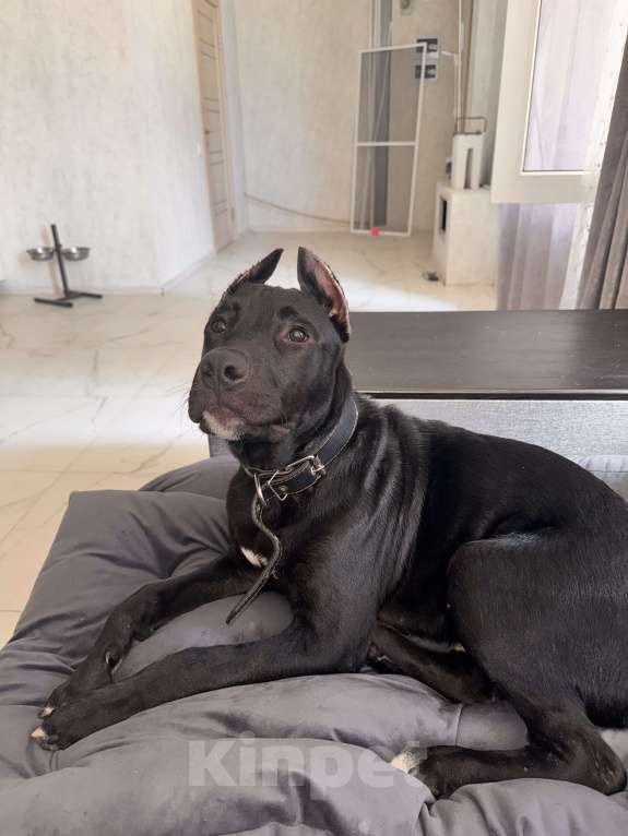 Собаки в Анапе: Щенок амстаффа  Мальчик, 20 000 руб. - фото 3