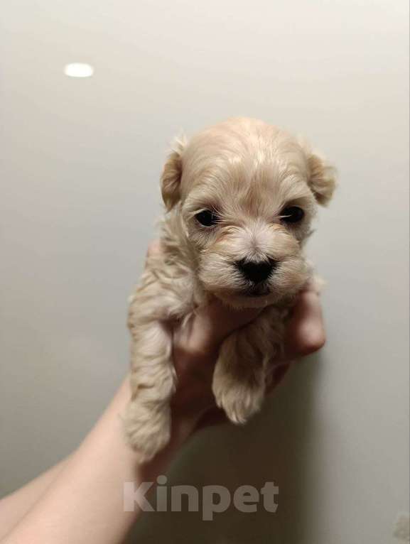 Собаки в Новосибирске: Мальтипу Девочка, 100 000 руб. - фото 2