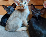 Кошки в Магнитогорске: Котята ориенталы Девочка, Бесплатно - фото 1