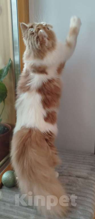 Кошки в Валдае: Кошечка- принцесса из помета победителя выставки Девочка, 27 000 руб. - фото 7