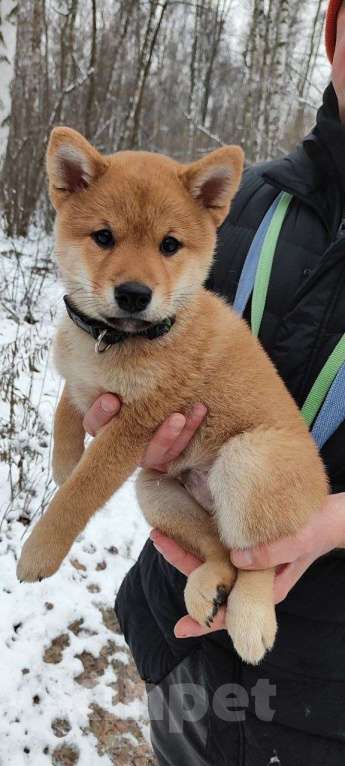 Собаки в Челябинске: Сиба ину в заботливую семью  Мальчик, Бесплатно - фото 4