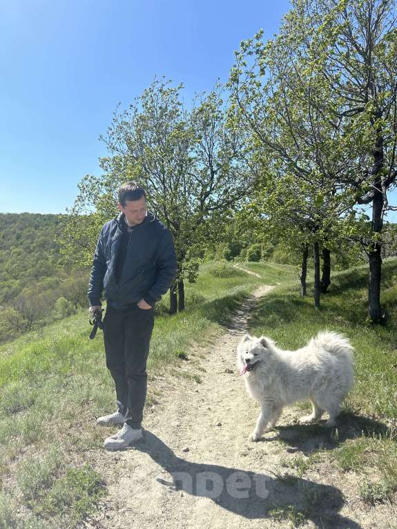 Собаки в Саратове: Пропала девочка самоед Девочка, 1 000 руб. - фото 8