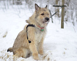 Собаки в Москве: Лорд ждет семью Мальчик, 1 руб. - фото 9