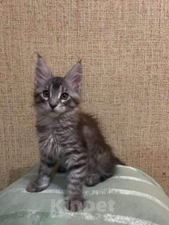 Кошки в Москве: Котята Мейн-Кун Мальчик, 30 000 руб. - фото 2