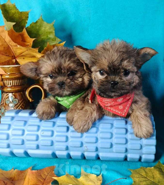 Собаки в Москве: Девочка шорки Девочка, 20 000 руб. - фото 3