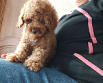 Собаки в Мытищах: Пудель миниатюрный red Девочка, 80 000 руб. - фото 3