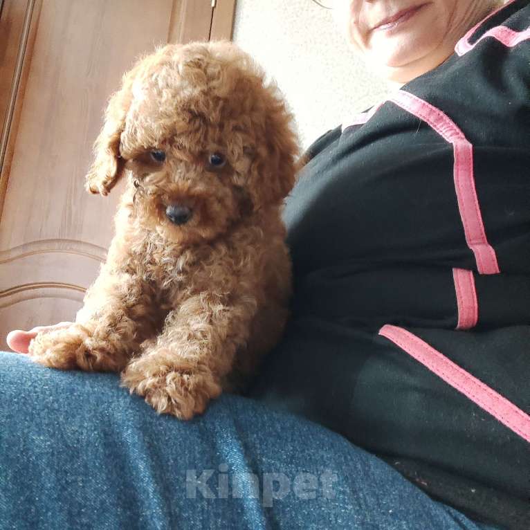 Собаки в Мытищах: Пудель миниатюрный red Девочка, 80 000 руб. - фото 3