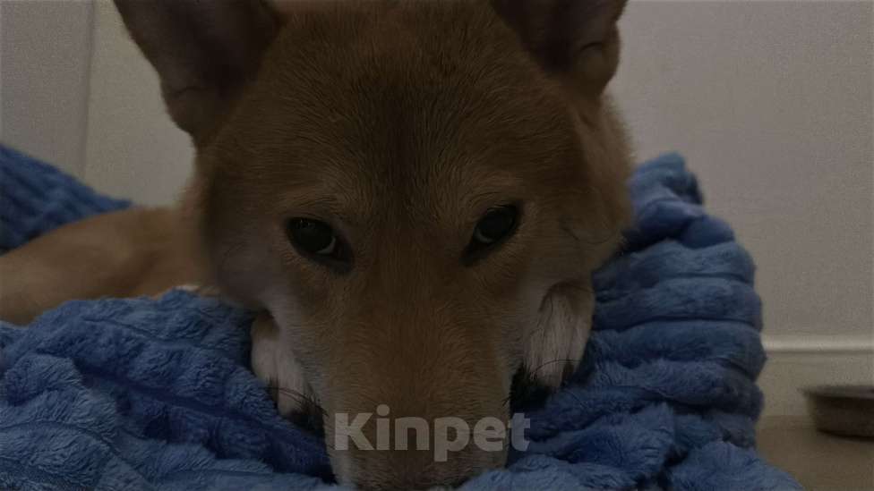 Собаки в Москве: Щенок сиба ину Мальчик, 35 000 руб. - фото 3