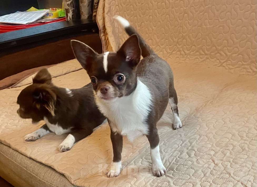 Собаки в Санкт-Петербурге: Чихуахуа, девочка короткошерстная Девочка, 80 000 руб. - фото 5