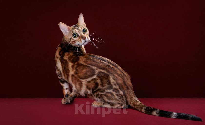 Кошки в Москве: Бенгальский котенок-мальчик, питомник ABCats (WCF) Москва Мальчик, Бесплатно - фото 9