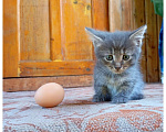 Кошки в Москве: Котенок Малыш ищет дом Мальчик, Бесплатно - фото 1