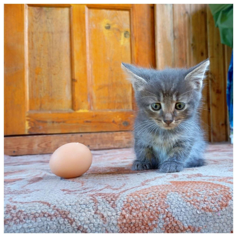 Кошки в Москве: Котенок Малыш ищет дом Мальчик, Бесплатно - фото 1