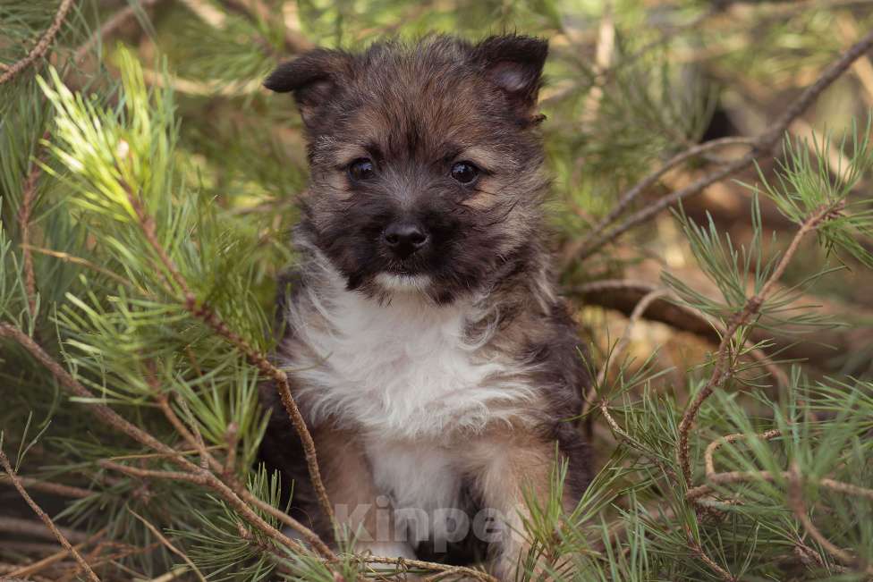Собаки в Москве: щенок мелкаш Мимоза в добрые руки Девочка, Бесплатно - фото 10