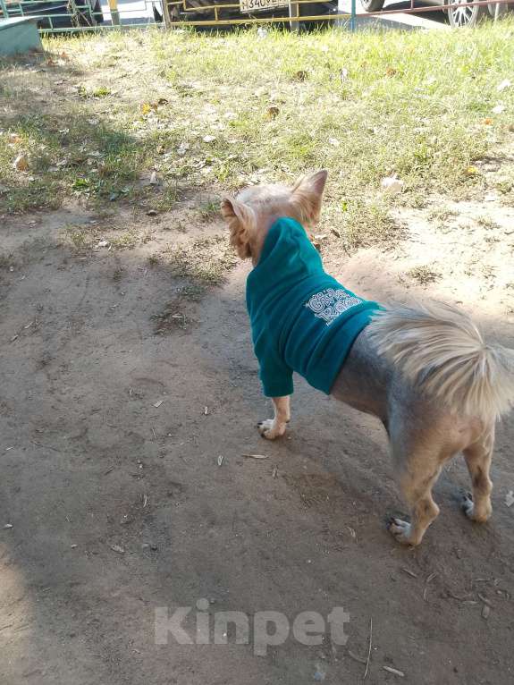 Собаки в Тольятти: Отдам бесплатно Мальчик, Бесплатно - фото 3