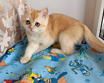 Кошки в Волгограде: Донахью Мальчик, 15 000 руб. - фото 4