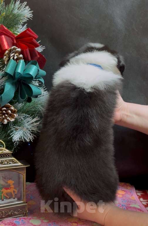 Собаки в Москве: Бордер колли щенок Мальчик, 70 000 руб. - фото 2