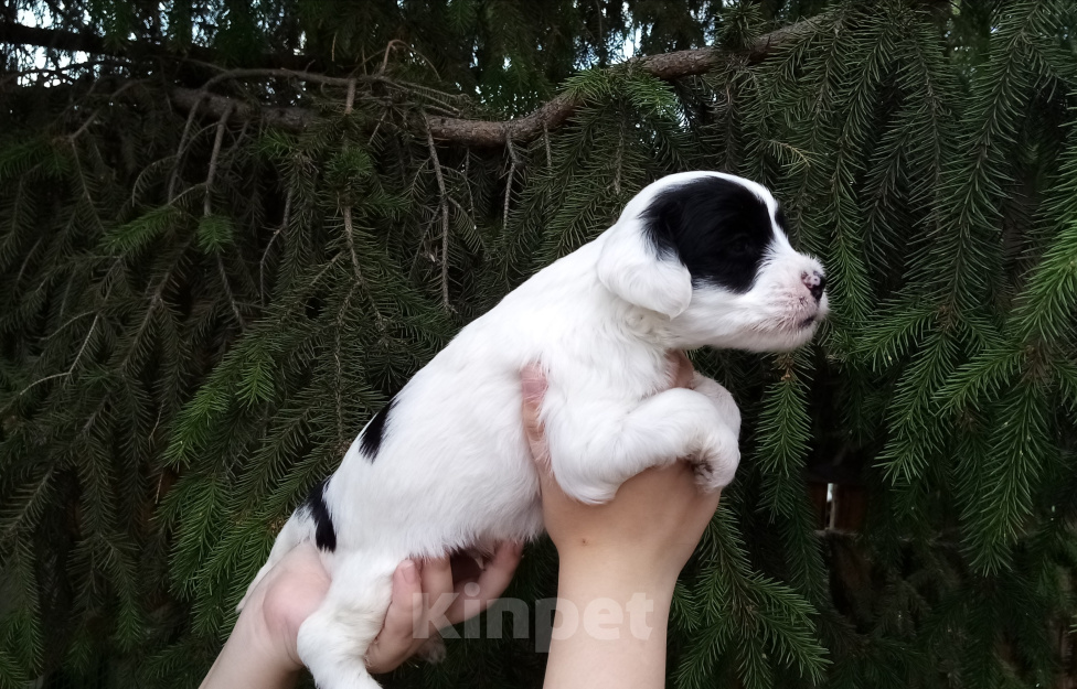 Собаки в Москве: Щенки тибетского терьера  Мальчик, 70 000 руб. - фото 3