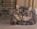 Кошки в Саратове: метис британца (котик из рекламы вискаса) в добрые руки Мальчик, Бесплатно - фото 2