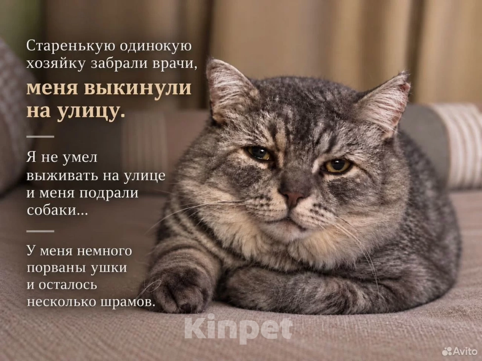 Кошки в Саратове: метис британца (котик из рекламы вискаса) в добрые руки Мальчик, Бесплатно - фото 2