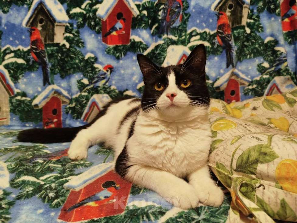 Кошки в Санкт-Петербурге: Кошечка Подросток Клёпа Девочка, Бесплатно - фото 3