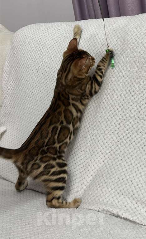 Кошки в других городах Московской области: Бенгальская Кошечка Браун, носитель снега Девочка, 97 000 руб. - фото 5