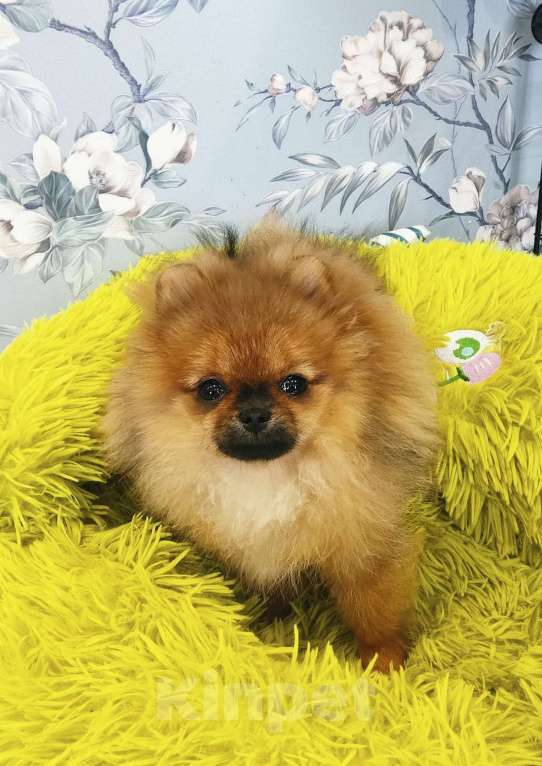 Собаки в Москве: Померанский шпиц, мини девочка Девочка, 25 000 руб. - фото 8