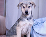 Собаки в Ногинске: Монти - харизматичен, умен, фотогеничен Мальчик, Бесплатно - фото 5
