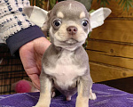 Собаки в Москве: Чихуахуа. Мальчик лилово-подпалый Мальчик, 40 000 руб. - фото 4