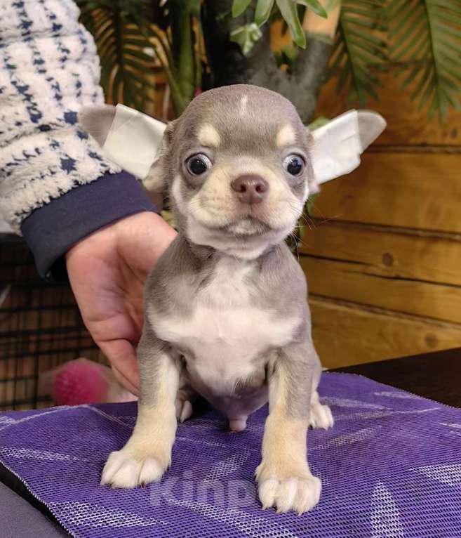 Собаки в Москве: Чихуахуа. Мальчик лилово-подпалый Мальчик, 40 000 руб. - фото 4