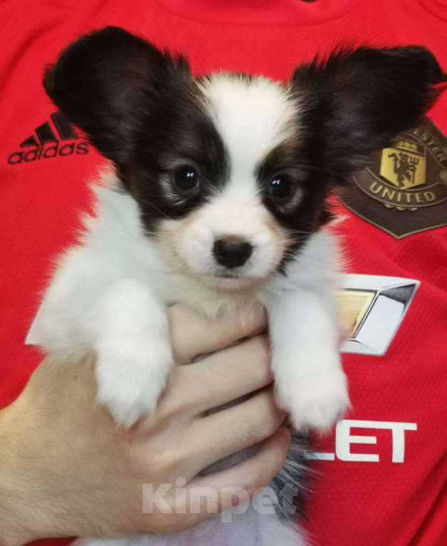 Собаки в Москве: Щенок папийона с сердечком на спине Мальчик, 80 000 руб. - фото 2