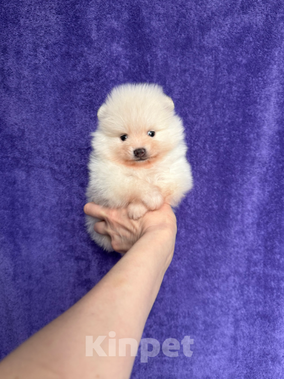 Собаки в Москве: Мальчик Мальчик, 25 000 руб. - фото 1