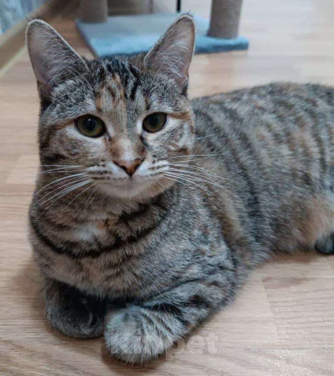 Кошки в Москве: котенок Тоня ищет дом Девочка, Бесплатно - фото 2