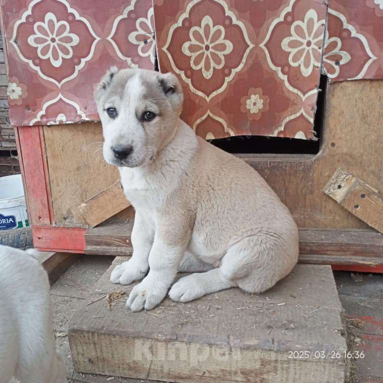 Собаки в других городах Тульской области: Щенки Алабая Мальчик, 20 000 руб. - фото 4