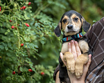 Собаки в Москве: 🐶 Бусинка ищет свою семью! 🐶 Девочка, Бесплатно - фото 8