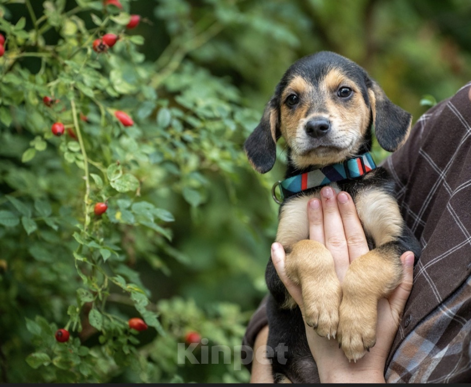 Собаки в Москве: 🐶 Бусинка ищет свою семью! 🐶 Девочка, Бесплатно - фото 8