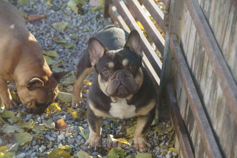 Собаки в Саратове: ШокоТоки Мальчик, 30 000 руб. - фото 4