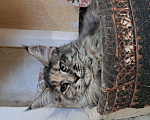 Кошки в Москве: Маленькие рыси Девочка, Бесплатно - фото 8