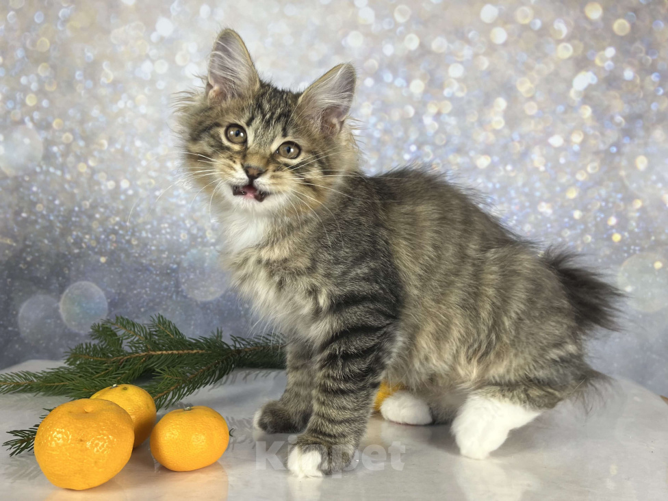 Кошки в других городах Московской области: Pixel of Rufus vallis Мальчик, 45 000 руб. - фото 3