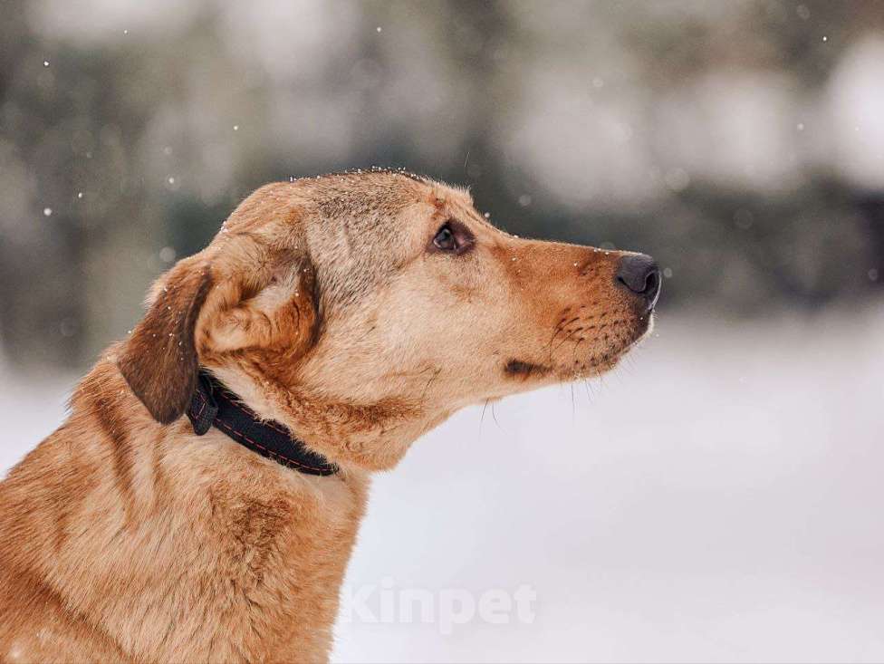 Собаки в Наро-Фоминске: Ярик якутенок Мальчик, Бесплатно - фото 5