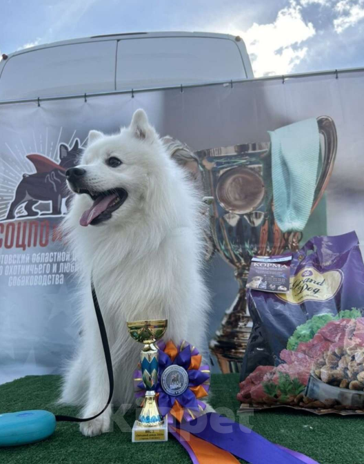 Собаки в Балашове: Японский шпиц Мальчик, 20 000 руб. - фото 6