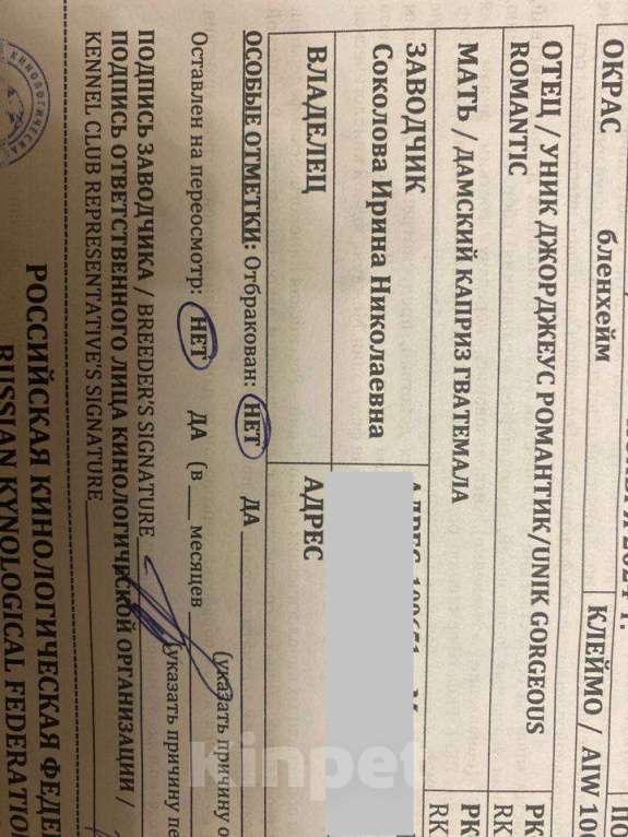 Собаки в Королеве: Продаю щенка ККЧС кобель Мальчик, 70 000 руб. - фото 5