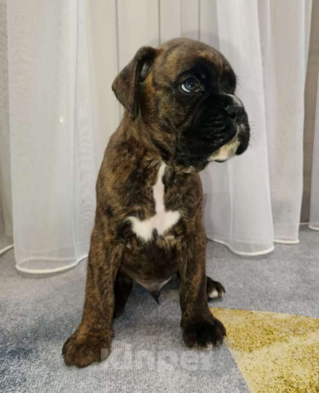 Собаки в Ижевске: Продажа щенков Девочка, Бесплатно - фото 4